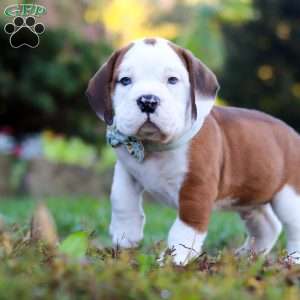 Miles, Beabull Puppy